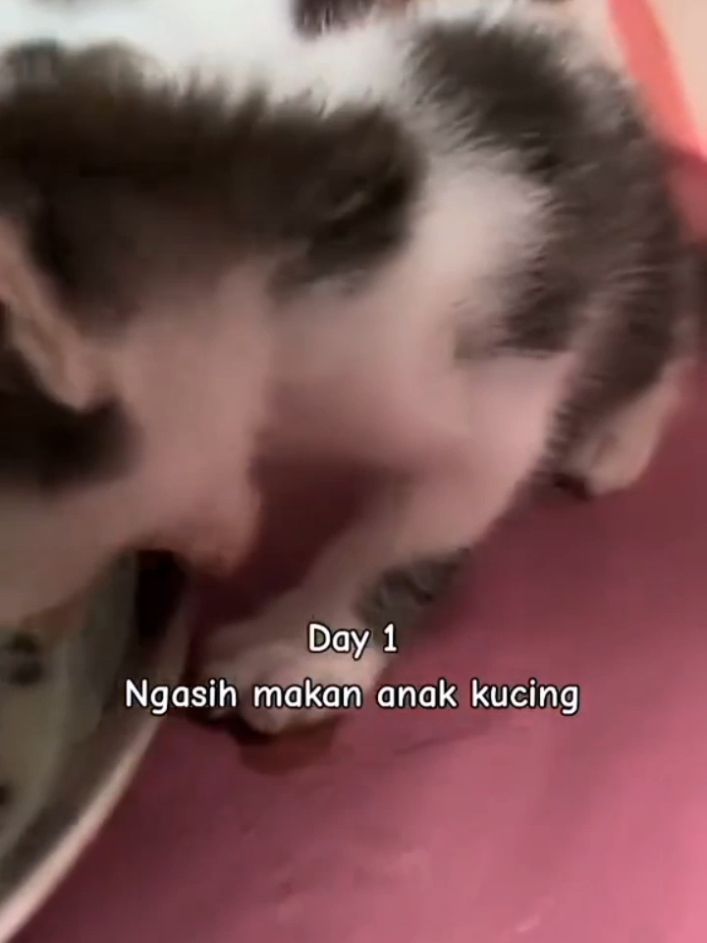 dubbing lagi🗿 #kucinglucu #dub #dubbing #dubbinglucu #foryou #foryoupage  #fyp #fypシ゚viral #yuiicang #kucingcore 