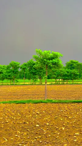 #میرا_سہنا_پنڈ_بلندی_اوتاڑ_ضلع_قصور🌾🍃❤️🌅🌴🍂 #danishmayo #danishmayo1 