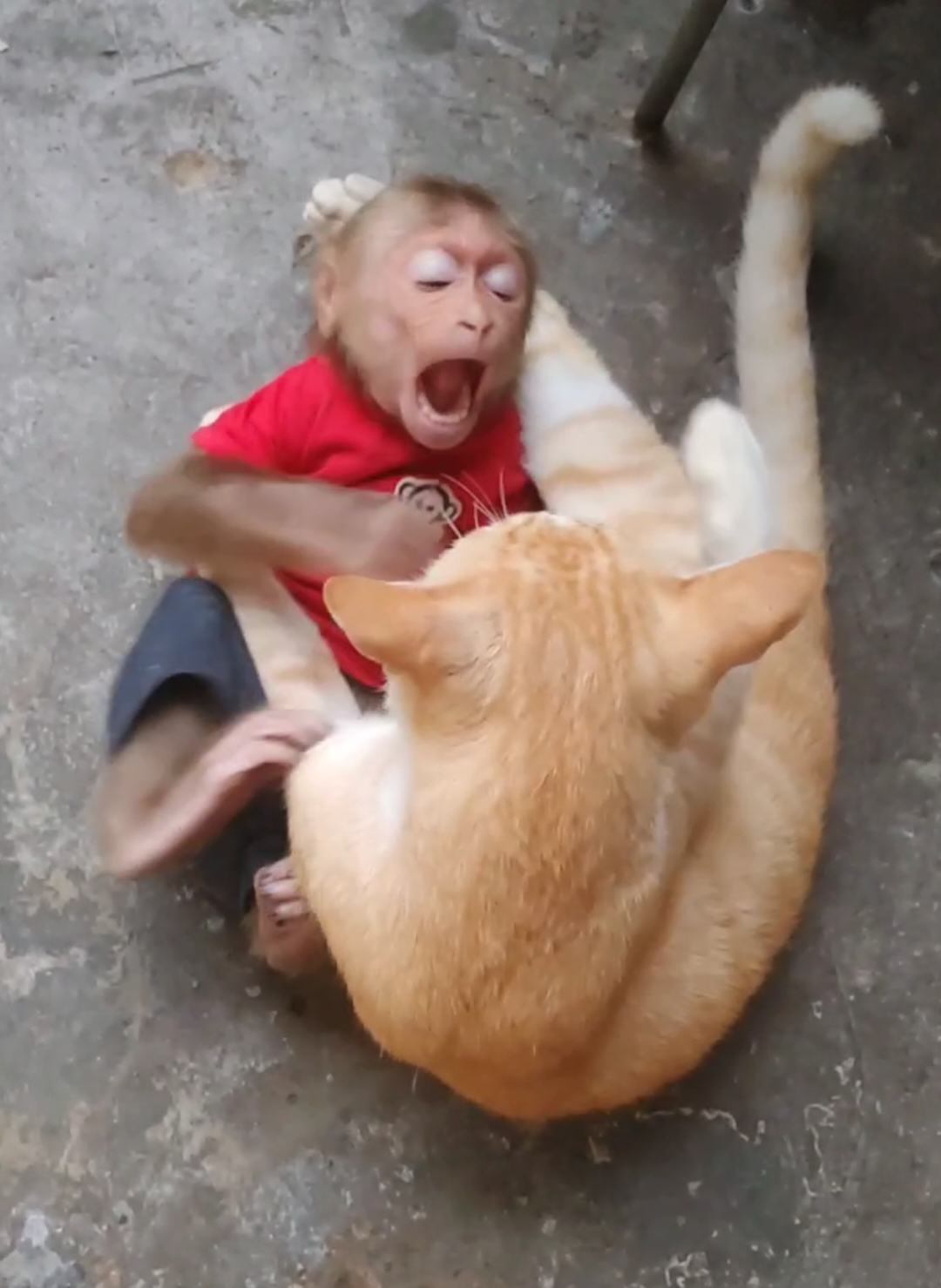 Khỉ Cubin và mèo cặp đôi lầy lội nhất năm đã xuất hiện #fyp #monkeytok #funnypets #POVCat #MonkeyandCat #BabyMonkeyCubin #xuhướngtiktok #ThuCungDangYeu 