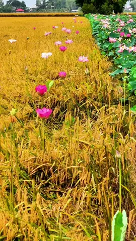 Cảnh đẹp đồng sen ở chùa núi Nổi (Phù Sơn Tự) #onggiao #nhac #angiang #angiang67 #canhdep #xuhuong #thinhhanh 