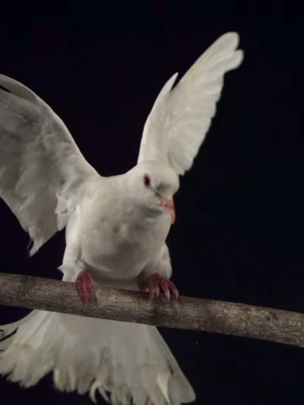 Dove flying and landing black screen... #powers#recommended #blackscreen#blackscreeneffect#effects#effect#recommend 