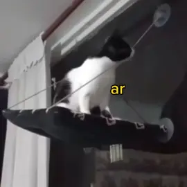 ar ar ar 💅 .  .  #cute #meme #voiceacting #funny #cats 