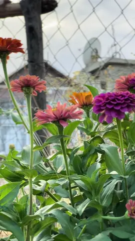 ‌ڪەس ناتوانێت نائومێدی لە دڵی ڪەسێڪدا بچێنێت ڪە هیوا و متمانەی بە خودایە ..✨#khadeja #zhazhuk #mergasor #fypシ #fyp #viral 