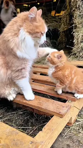Cat mother loves kitten 🥰#usaus #funny #funnyvideos #petlover #foryou #cat #Love #catsoftiktok 