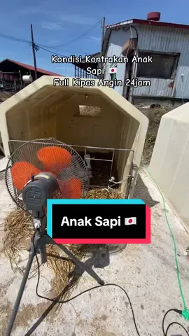 Musim Panas di Peternakan Sapi Jepang