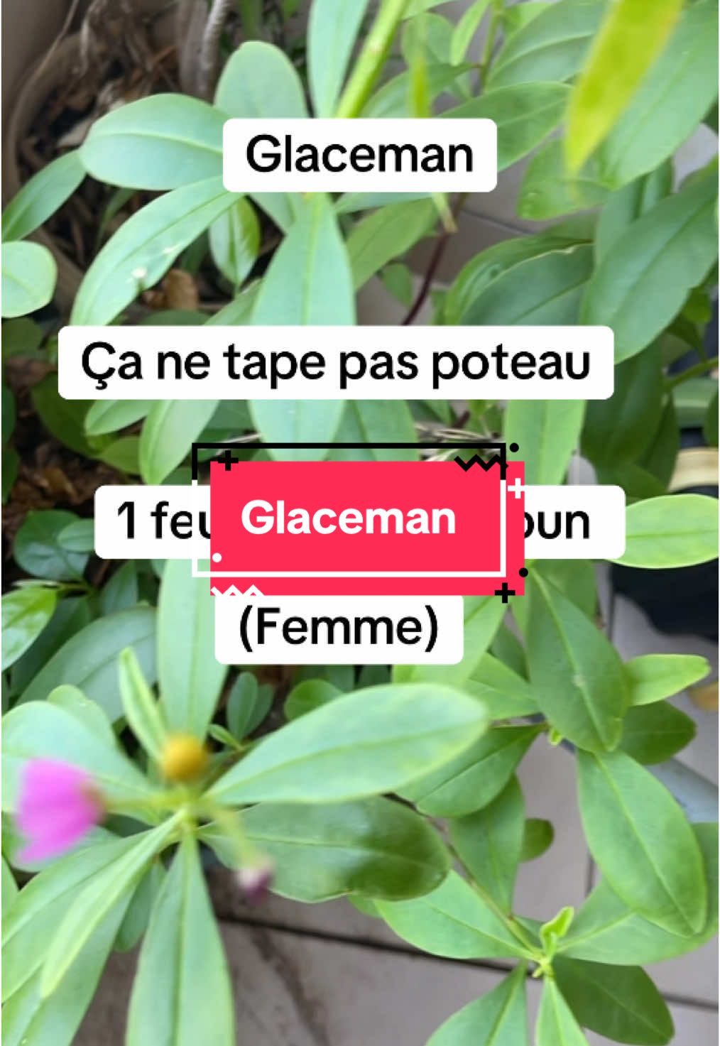#plante #astuce 