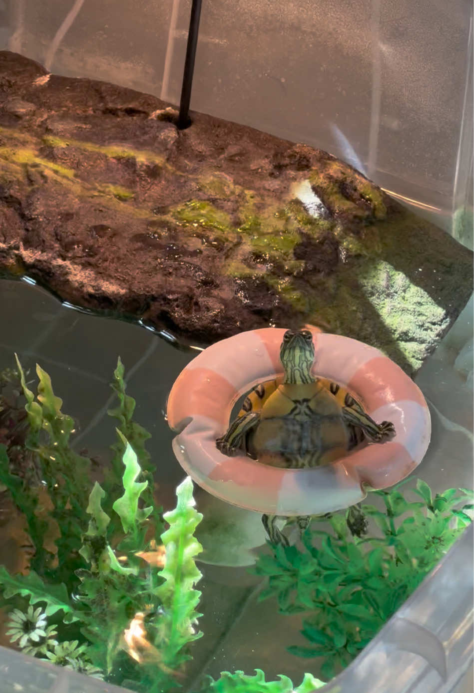 👋🪷💘☁️🌱 #turtle #turtletok #tank #turtles #turtlelover #cute #animals #fyp #foryou #foryoupage #reptile #decor #reptilesoftiktok #fypシ゚viral #cuteness #turtlesoftiktok #plants #funny #summervibes #floaty 
