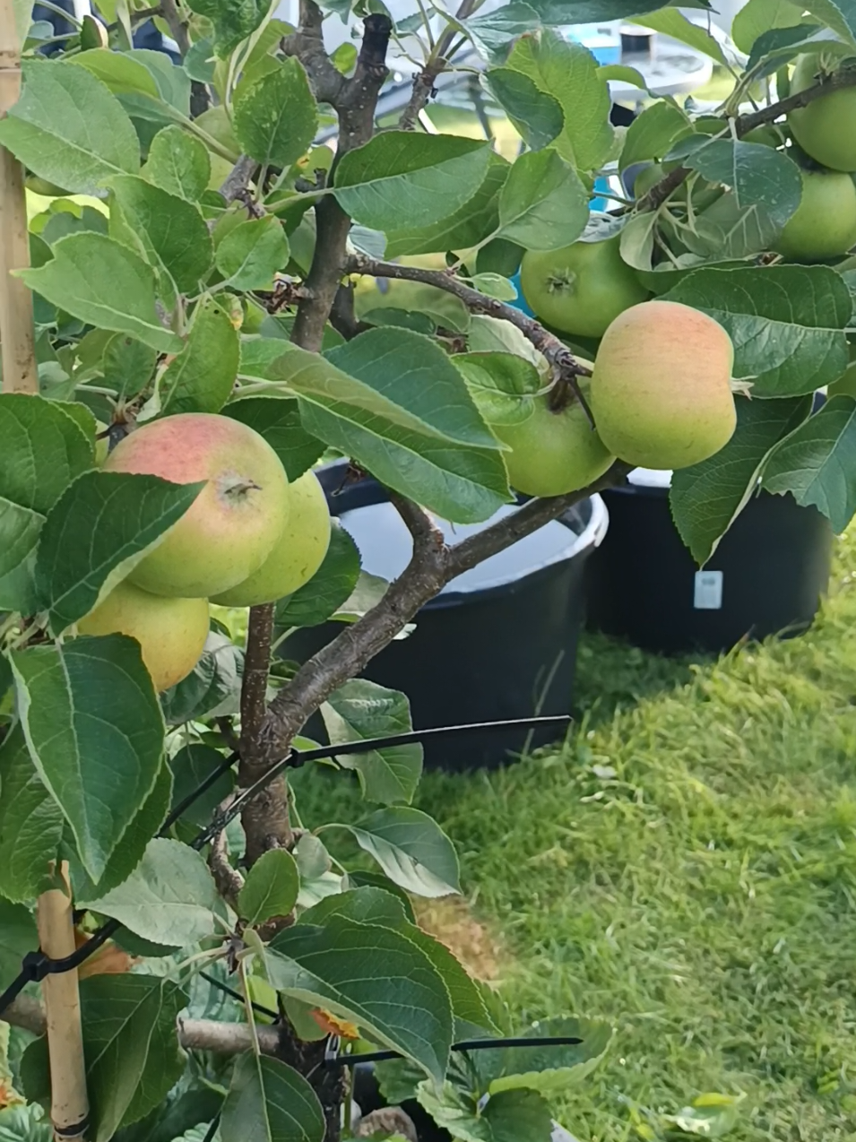 Update time! 🍏 My dwarf apple tree is officially in the “blushing” stage—and it’s thriving in its patio container. This compact fruit tree has gone from tiny green buds to full, healthy apples with hints of red. No backyard needed—this is all happening in a small space using container gardening! Whether you’re growing on a balcony, patio, or urban space, this video proves that homegrown apples are totally possible with the right setup, sunlight, and care. 🍎🌱 Follow along to see how it ripens and what I’ll be harvesting soon! #garden #growyourownfood #homesteading #GardenVibes #homegarden 