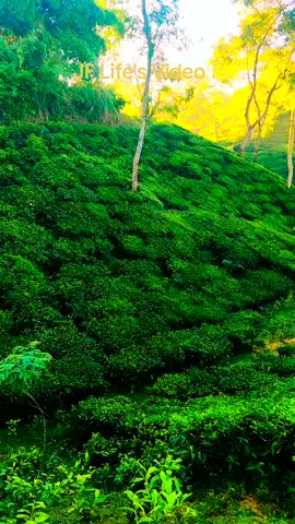 চায়ের রাজধানী শ্রীমঙ্গল। #friends #tiktokindia #tiktokviralvideo #friends #everyonehighlightsfollowers #viraltiktok #viewer #flowers #highlight 