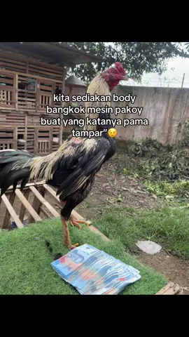 Rexlo🔥 #ayambangkoksuper #pakoythailand #salamsatuhobi🐓 