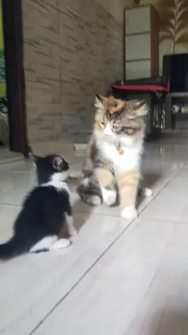 Haaaaa 😱 #happy #fyp #catsoftiktok #funny #catlover 