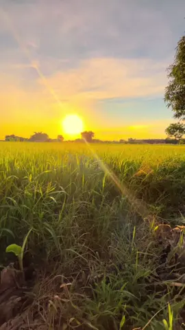 ฮักเฮาเริ่มสึกหรอ😔#วิวธรรมชาติบ้านเรา🌄 #ท้องฟ้า⛅🌈 #ฟิดดด #ทุ่งนายามเย็น #ยืมลงสตอรี่ได้นะ #วิวบ้านนอก🍃 #หนองบัวลำภู 