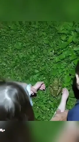 Frog #tiktok #fypシ #usa #cute #puppy #funny #frog #fyp 