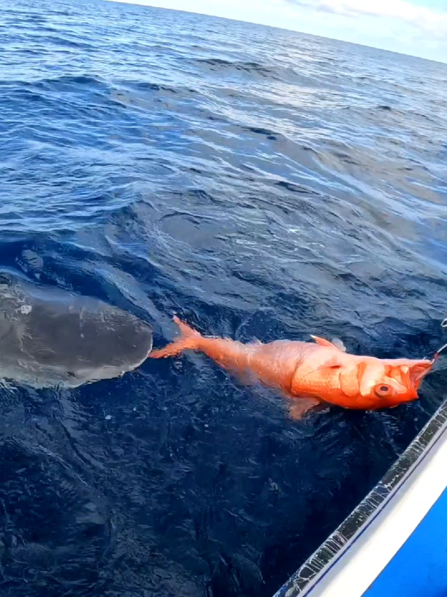 shark.. #fishing  #jigging  #slowjigging  #sportfishing 