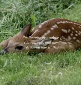 #deer #deers #fawn #fawns #ilovedeers #favanimal #bambi #browneyes #bambieyes #girlblog #cutesy #cute #mecore #animals #clairo #pinterest 