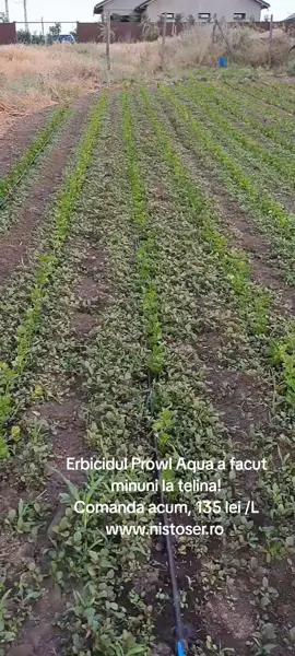 #comenziinprivat📞 #agricultura🚜🌱 #agriculture #comenzionline #legume #telina #erbicid #tik_tok #vira 