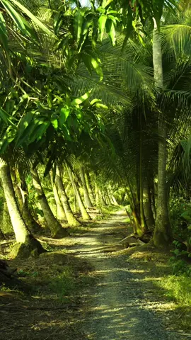 Vẫn là khung cảnh ngày xưa ấy vẫn bình yên đến vậy #xuhuongtiktok #oque #canhqueyenbinh #mientay #tuoitho 
