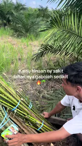 #ppksyangambi #petanimuda #sawitontiktok 