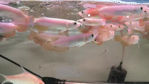 super red panen tua size 8-20cm  FAST RESPON WA 👇 088214478121 lokasi Jatiasih Bekasi #arwana #arwanasuperred #superred #superredindonesia #cvaquarium88 