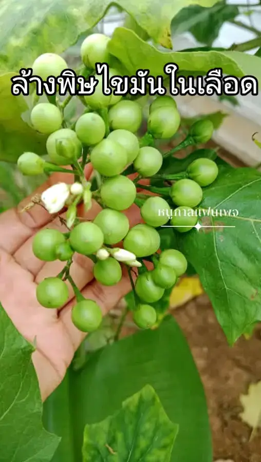 #มะเขือพวง ล้างพิษไขมันในเลือด กินสดวันละ 1-2 พวงต่อ 1 มื้ออาหาร #เพื่อสุขภาพ #กินผักให้เป็นยา 