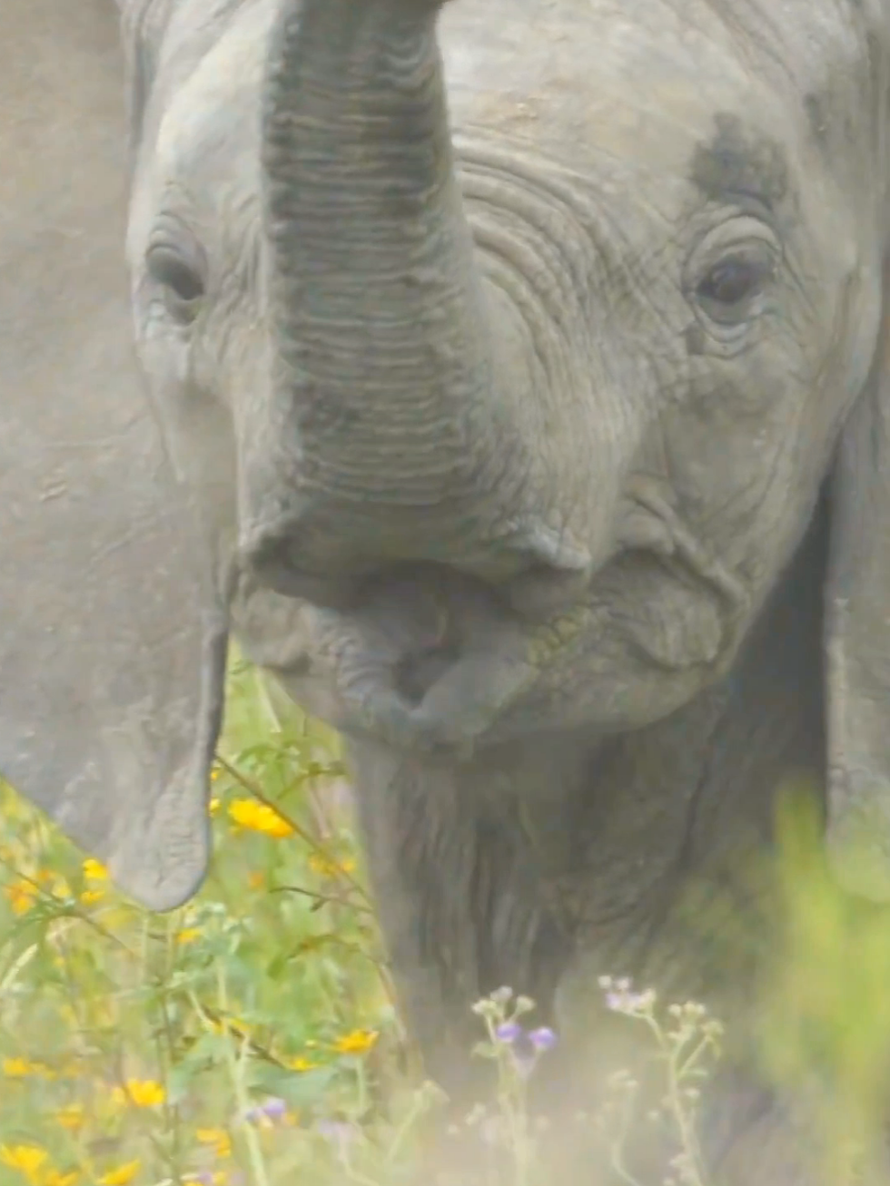 Wonderful sounds of nature #nature #animals #animalsworld #amazon #wildlife #foryoupage #fyp 