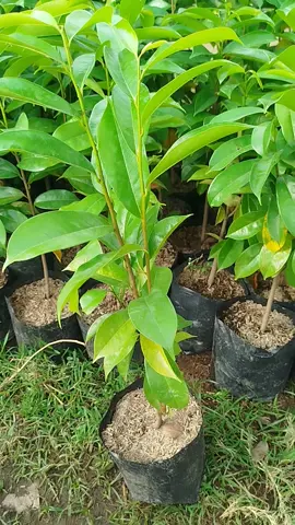 bibit sirsak madu jumbo hasil okulasi cepat berbuah tinggi 50cm#fyp #tanamanviral #bibit #viraltiktok #petaniindonesia 