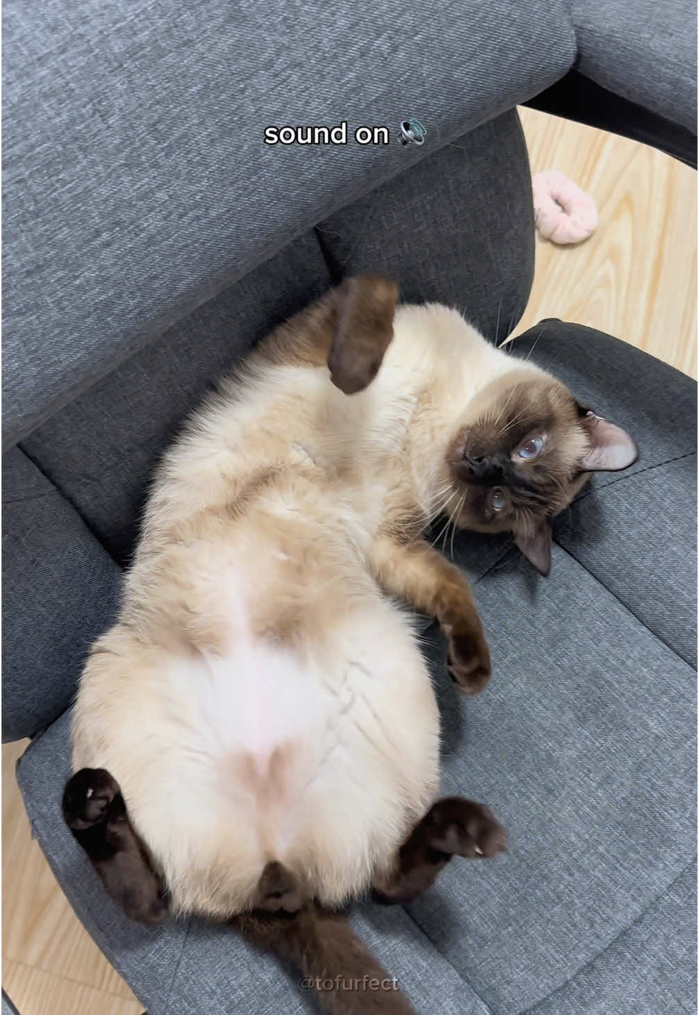 those little squeaks 😩 #catoftiktok #siamese #cute 
