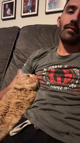 Kermit asking for attention 🥹🥰 #catdad #cats #guyswithcats #catlovers 