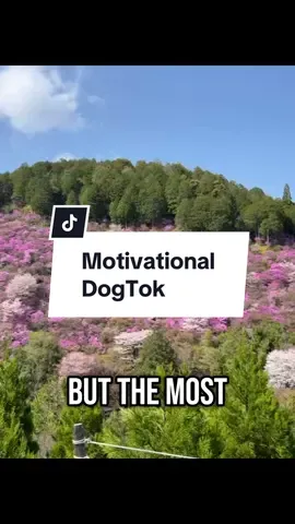 Follow for more Motivational Dog TikTok #dogs #motivation 