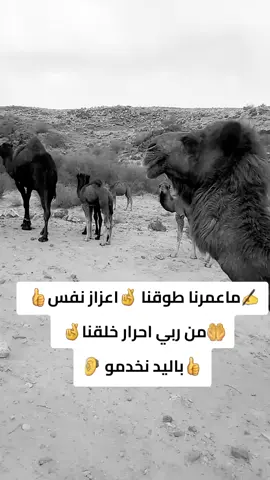 #اجدابيا #البريقه #سرتنا_سرت_ليبيا💚🌻 #مطروح_وهلها🔥💪😎 #شحات #سبها_ليبيا_الجنوب_الليبي #مطروح_وهلها🔥💪😎 #سبها_ليبيا_الجنوب_الليبي #بنغازي_ليبيا🇱🇾 #طرابلس_بنغازي_المرج_البيضاء_درنه_طبرق #سرت #البيضاء #اجدابيا #البريقه #اكسبلور 