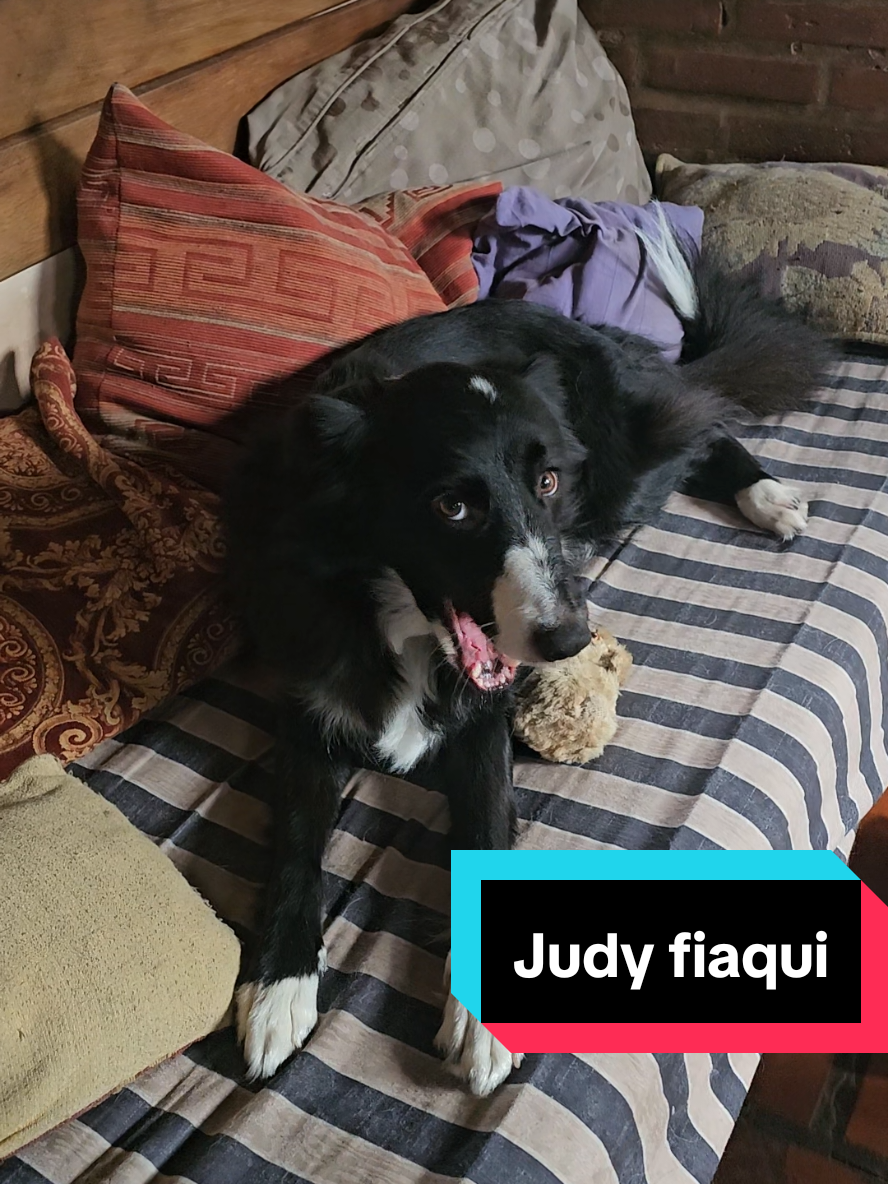 Un lunes muy fiaca #Miperroamor #bordercollie #Judith #lunes 