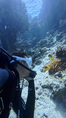 #الغطس   #البحر_الأحمر   #شرم_الشيخ   #دهب   #تصوير_تحت_الماء   ##DivingLife   #UnderwaterVibes   #ScubaTok   #DiveWithMe   #RedSeaMagic   #CartoonStyle   #AquaAdventure   #OceanVibes   #Cressi   #DiverLife   #DiveEgypt   #UnderwaterWorld   #ScubaSelfie   #AbyssVibes   #DiveArt   #SeaLovers   #TikTokDiver   #ShekoUnderwater  حكايات_من_تحت_الميه  
