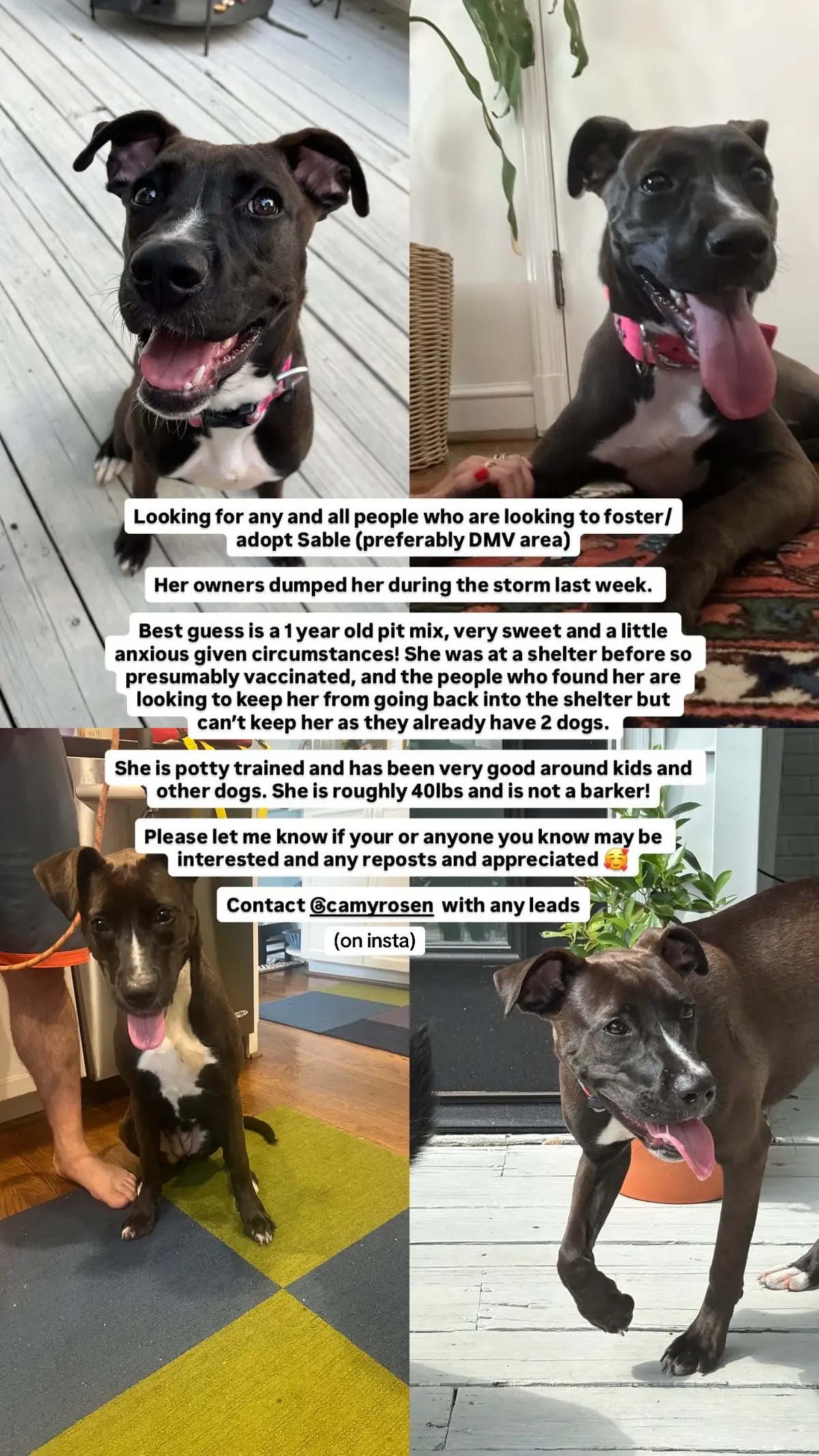 #fyp #adoptdontshop #dmv #dc #virginia #maryland #dogsoftiktok #dog #repost #comment #like #doglover 