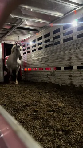 Away they go to the Northern country. #buckingstock #prorodeo #penthouse #summerrun #rodeo 