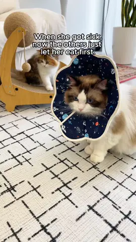 #toyduck #potaroma#CatSnackTime#InteractiveCatToy#BigCatLittleCatDrama#CatFoodHeist#ViralPetMoments#PetTikTok#Dealsforyoudays 