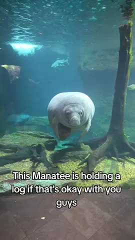 is that okay? #fyp #foryou #foryoupage #viral #aquarium #zyxcba #animal 