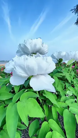 #mashaallh 