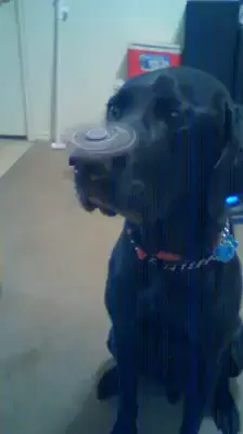 #fidgetdogg#goodboy#fyp