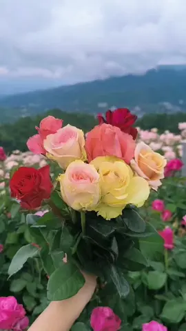 แก !!!! มันสวยมาก 🥀🌹 #เชียงใหม่น่าฝน #ทามกลางหุบเขา🏕️ 
