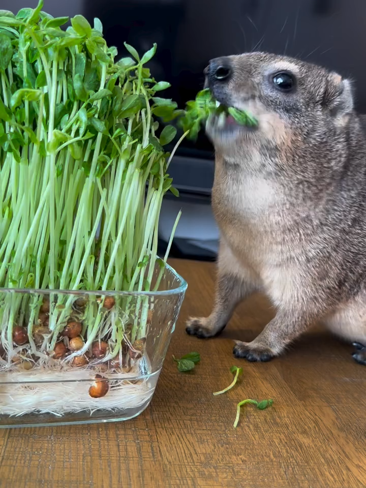 eat your greens 😔💚 Day 149 #awawa #hyrax #cuteanimals #hyraxcore #capehyrax #hyraxeats OG: ramen.teisyoku