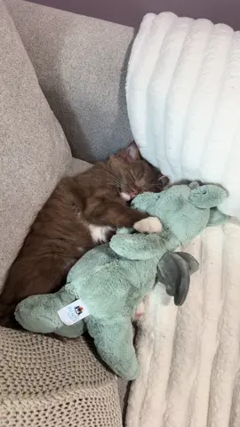 Remi loves his @Jellycat dragon 🤎 #ragdoll #kitten #browncat #cinnamonragdoll #cinnamonragdollkitten #fyp #kittensoftiktok #viral #follow #catsoftiktok 