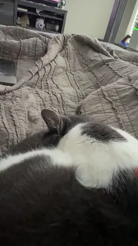 #PetsOfTikTok #cat #extendedwarranty 