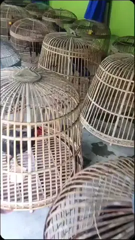 #pasukan brong**  PBF jombang#ayam bangkok#pakoy jadul🥁🥁🥁