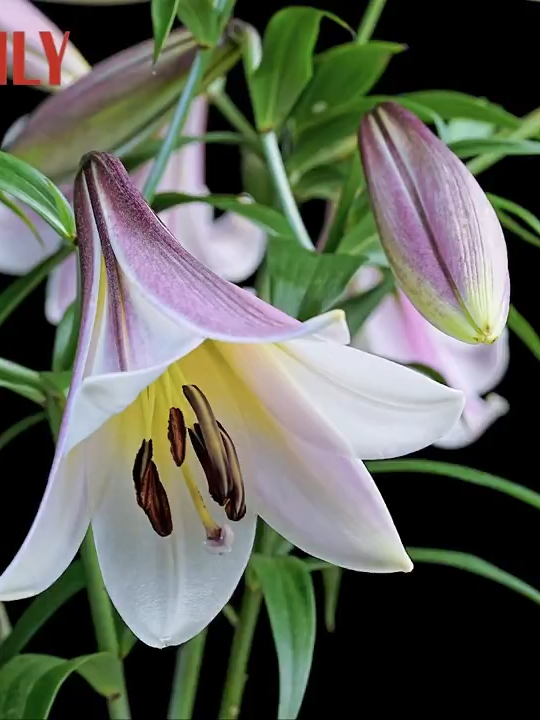 One after another, graceful lilies unfurl their delicate petals in a time-lapse video shot in southwest China's Chongqing.