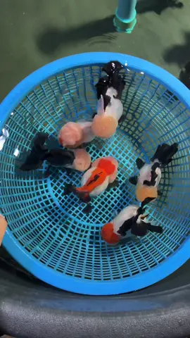 คุยโม้ไม่ค่อยเก่ง แต่เน้นคุณภาพ😜#รวยgoldfish #ปลาทองสายคลอง 
