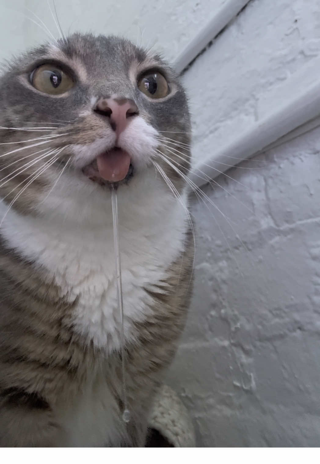 rigbycat hope core  #fyp #rigbycat #catsoftiktok #catcontent #sillycat #funny 