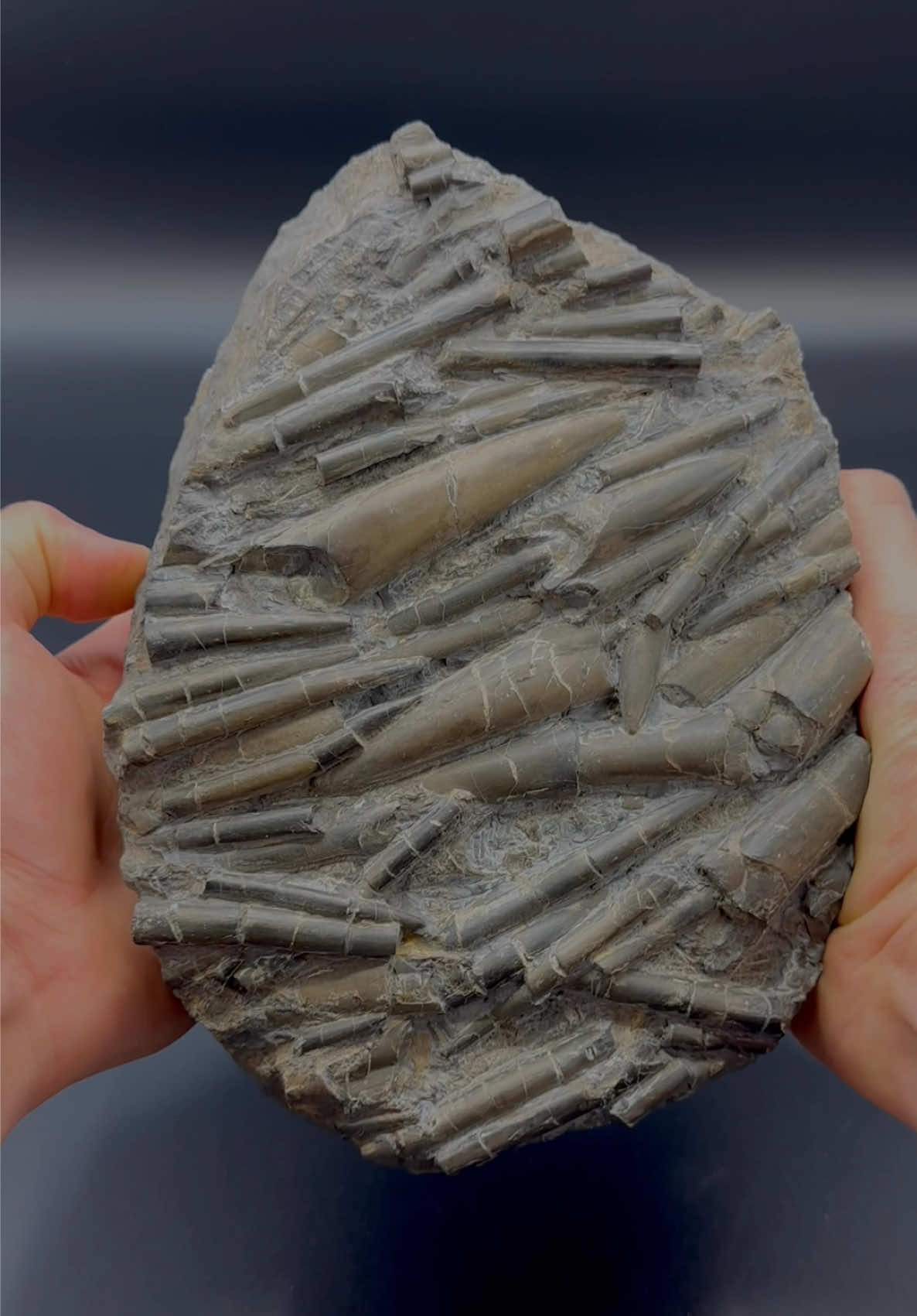 Here we have a perfect Jurassic Belemnite Battlefield (Deathbed of a Squid-like creature) which was in a large loose shale slab hidden within lots of beach pebbles 🦑🦑 These are the ‘Belemnite Guard’, which was the tough inner part of the belemnite 🏝 The soft tissue rarely preserved properly, however many great examples have been found in other parts of the world 🌎 Thank you in advance for supporting our page! 🐊 #natural #nature #fossil #fossils #ancient #animals #art #ammonite #ammonites #dinosaur #scientist  #minerals #paleontology #whitby #geologist #dorset #geology #charmouth #jurassic #yorkshire #fyp 
