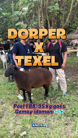 Dorper X texel grandong  Dadi ne estetik Roti coklat susu gosong 😆😆  Jarang Banget domba ne bolo , seru Langka  #fyp #fypシ゚viral #masukberandafyp #animals #animeedit #dorper #dorpersheep #dombatexel 
