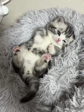 Kitty 🥰🤩#catsoftiktok #cutiepets🐈 #catslovers #adorable #lovely #cuteanimals #foryoupage 