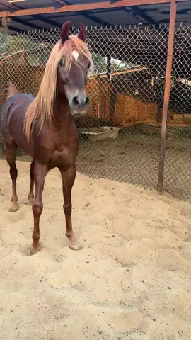 خطاب#السعودية #الشرقيه #خيل_وخياله🐎 #خيل_عربي #اكسبلورexplore #راس_تنوره 